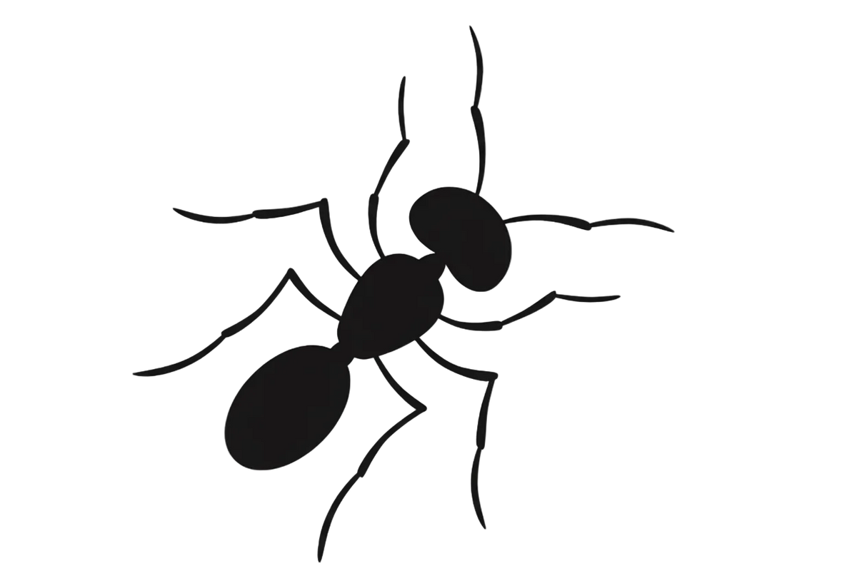 Ant's Haul